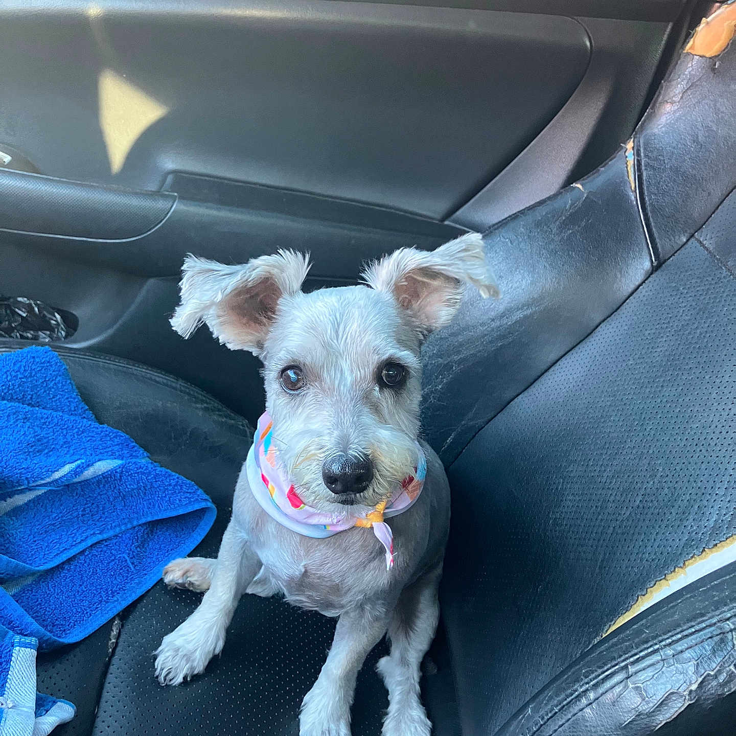 Bella is registered to the contest to win money with this photo: animal, bandana, black_leather, blue_towel, car_seat, companion, cute, dog, domestic_animal, ears, fluffy_ears, fur, indoor, looking_at_camera, pet, seatbelt, sitting, small_dog, vehicle_interior, worn_seat