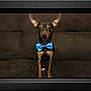 dog, small_dog, bow_tie, blue_bow_tie, polka_dot, brown_couch, pet, sitting, indoor, portrait, cute, animal, ears, looking_at_camera, framed_photo, black_frame, domestic_animal, companion, alert, tiny_dog