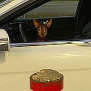 Bambi Salazar joined the competition — help win amazing prizes! dog, car, window, road, post, white_car, animal, pet, vehicle, ears, face, parking, outdoor, street, reflection, metal, seat, curious, small_dog, daylight