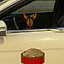 dog, car, window, road, post, white_car, animal, pet, vehicle, ears, face, parking, outdoor, street, reflection, metal, seat, curious, small_dog, daylight