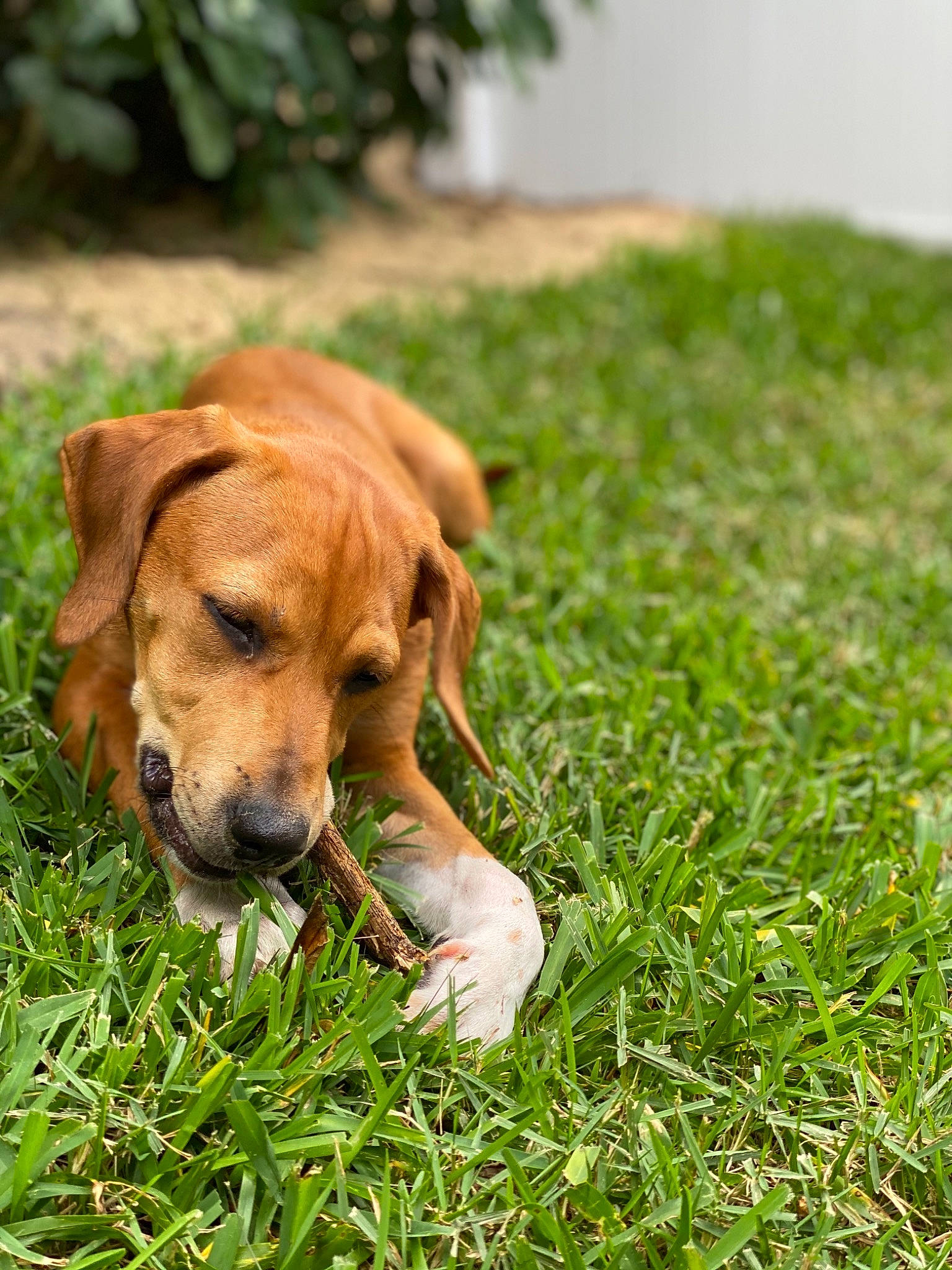 Amelia joined the competition — help win amazing prizes! canidae, carnivore, companion_dog, dog, dog_breed, fawn, grass, hound, mammal, plant, puppy, rare_breed_dog, rhodesian_ridgeback, snout, sporting_group, vertebrate