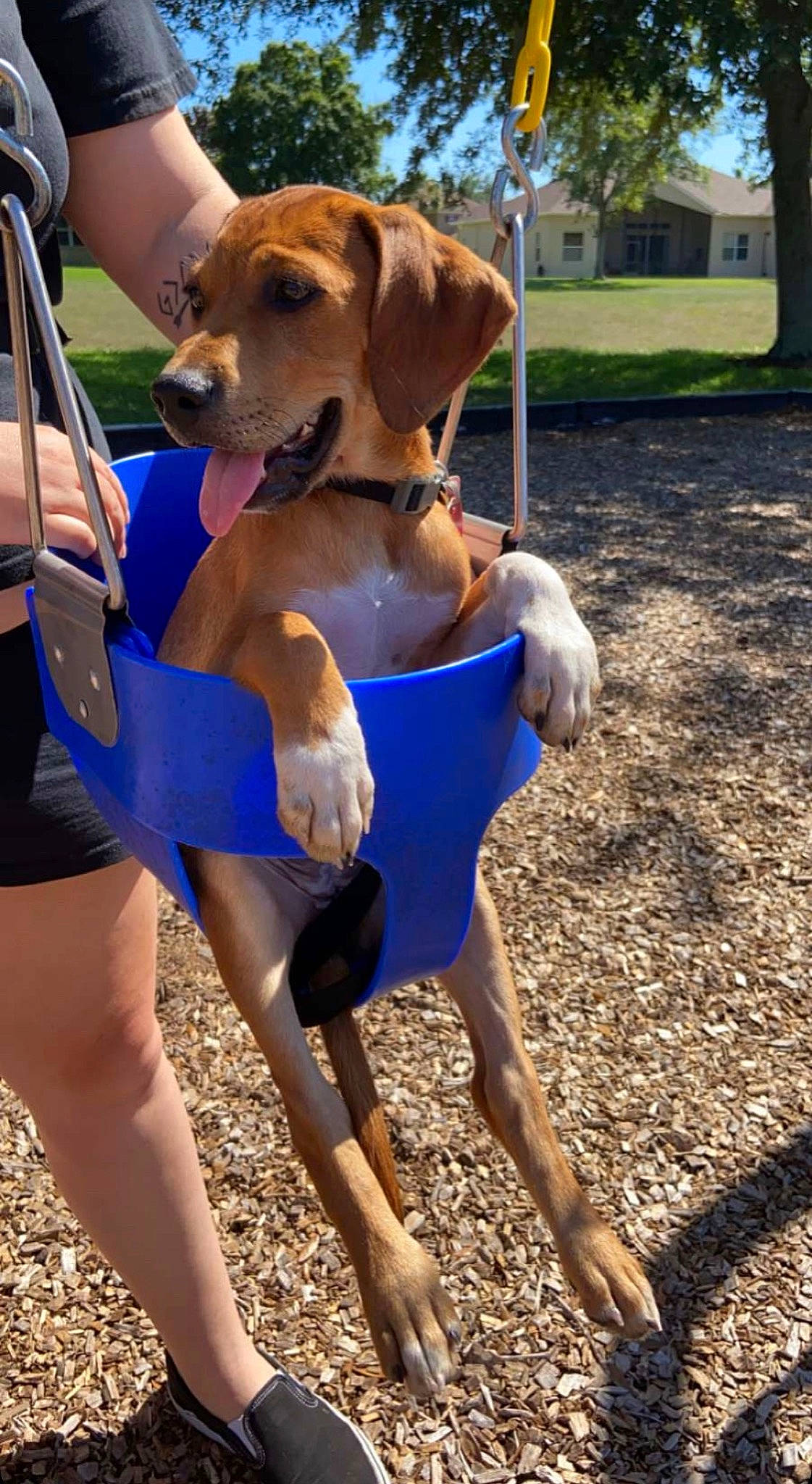Amelia joined the competition — help win amazing prizes! adventure, broholmer, canidae, carnivore, coonhound, dog, dog_breed, fawn, hound, hunting_dog, leash, mammal, rhodesian_ridgeback, sporting_group, treeing_walker_coonhound