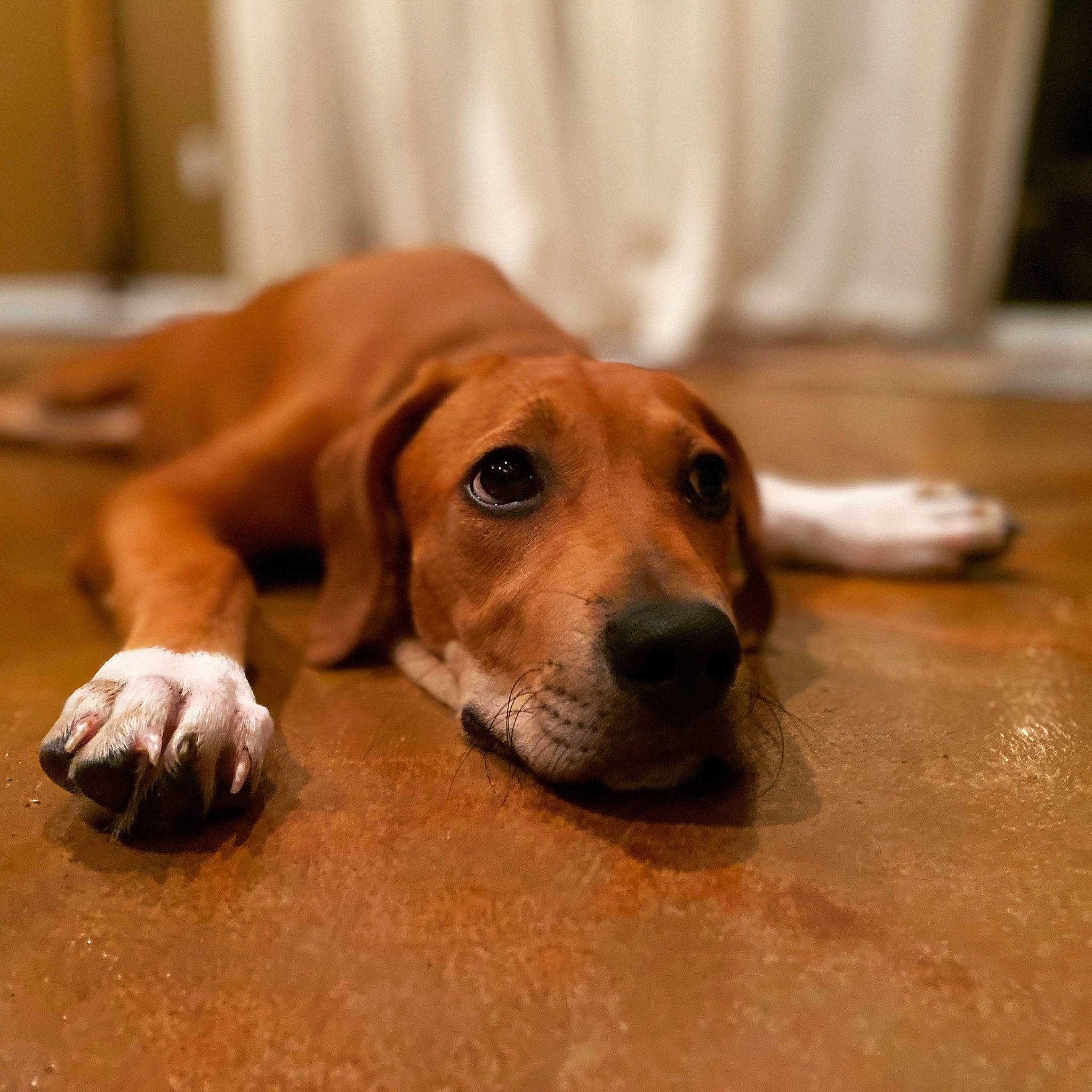 Amelia joined the competition — help win amazing prizes! american_foxhound, basset_artesien_normand, basset_hound, beagador, beagle, canidae, carnivore, companion_dog, coonhound, dog, dog_breed, floor, harrier, hound, mammal, rare_breed_dog, scent_hound, snout, sporting_group, vertebrate