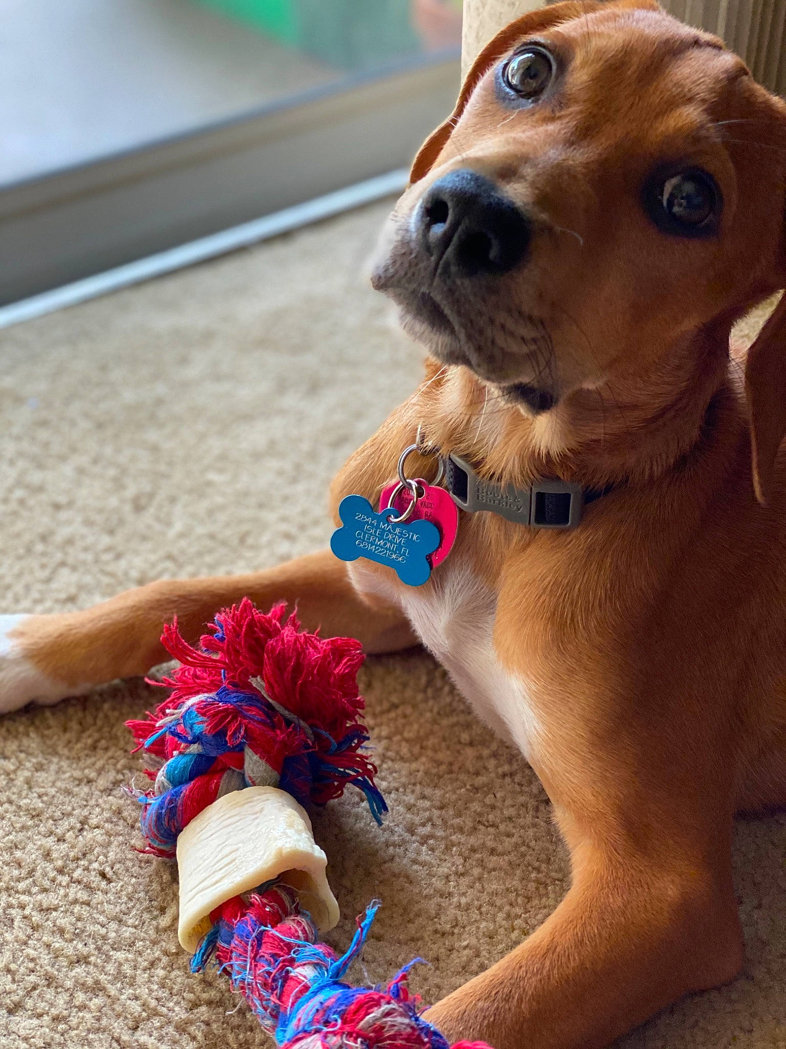 Amelia joined the competition — help win amazing prizes! canidae, carnivore, companion_dog, dachshund, dog, dog_breed, dog_toy, fawn, golden_retriever, paw, puppy, sporting_group