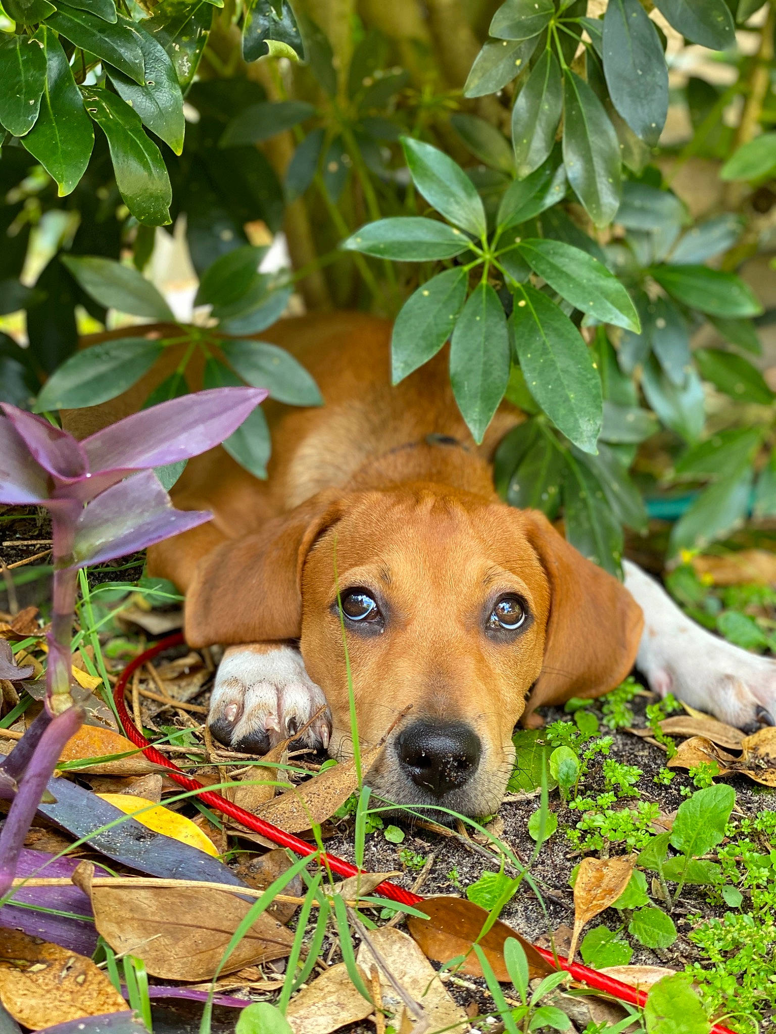 Amelia is registered to the contest to win money with this photo: canidae, carnivore, dog, dog_breed, fawn, hound, leaf, mammal, mountain_cur, plant, puppy, rare_breed_dog, rhodesian_ridgeback, snout