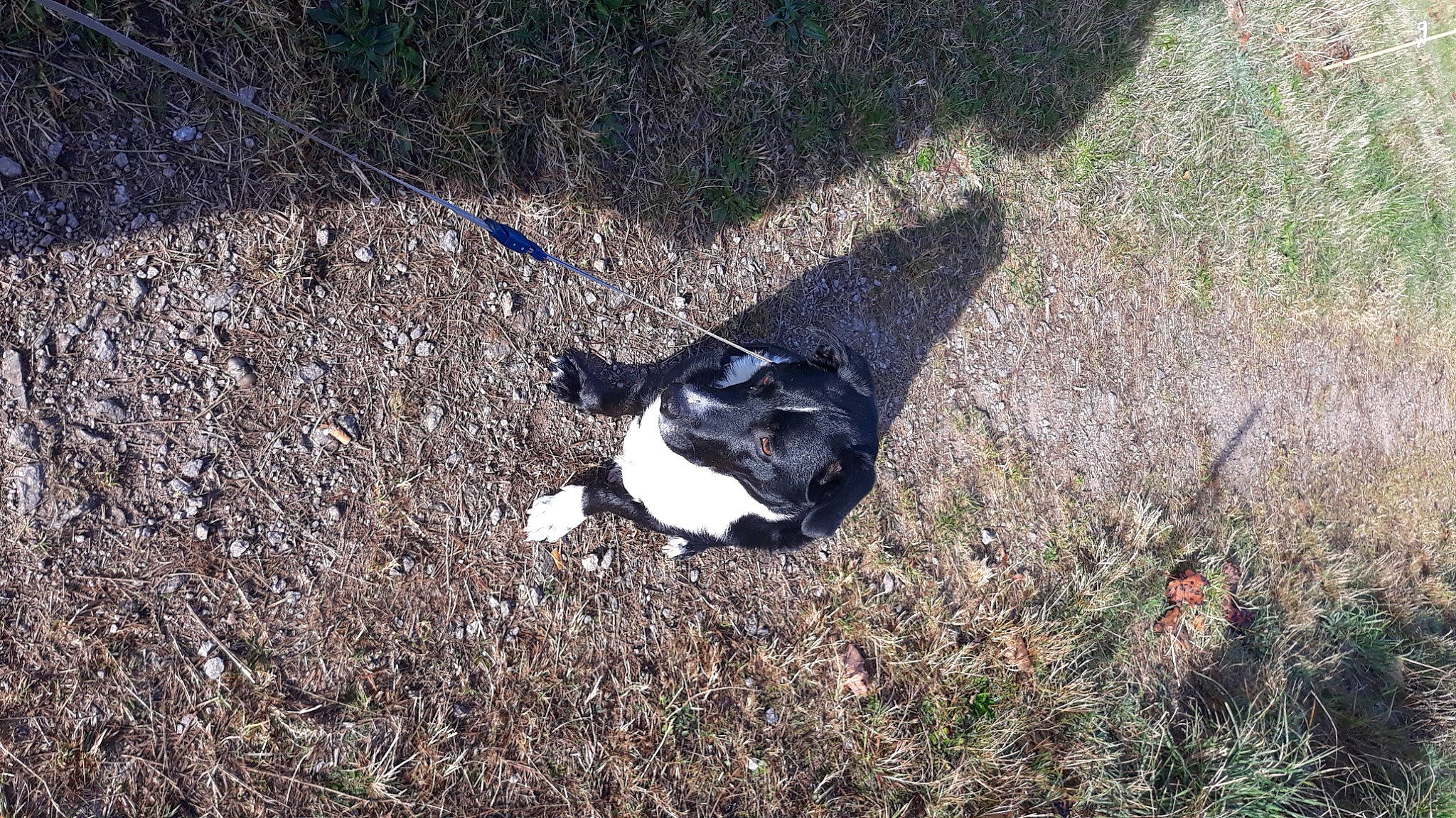 Leo a rejoint le concours — aidez-le/la à gagner de superbes lots ! canidae, carnivore, companion_dog, dog, dog_breed, felidae, fur, grass, groundcover, non_sporting_group, plant, shadow, small_to_medium_sized_cats, soil, sporting_group, tail, terrestrial_animal, tints_and_shades, working_animal