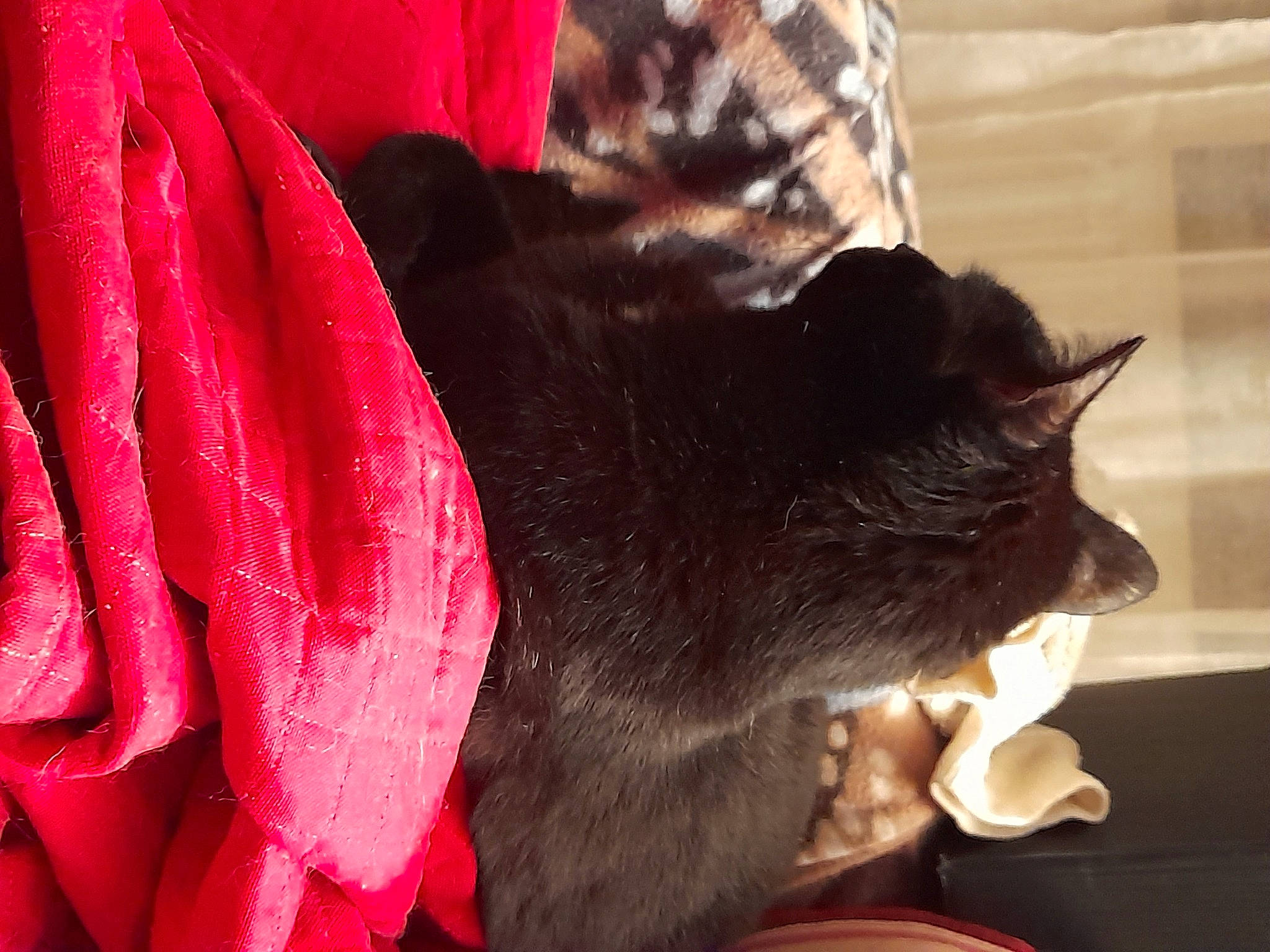 Guizmo a rejoint le concours — aidez-le/la à gagner de superbes lots ! black_cat, bombay, carmine, carnivore, cat, cat_supply, claw, comfort, coquelicot, domestic_short_haired_cat, felidae, fur, magenta, petal, plant, rose_family, small_to_medium_sized_cats, snout, tail, whiskers