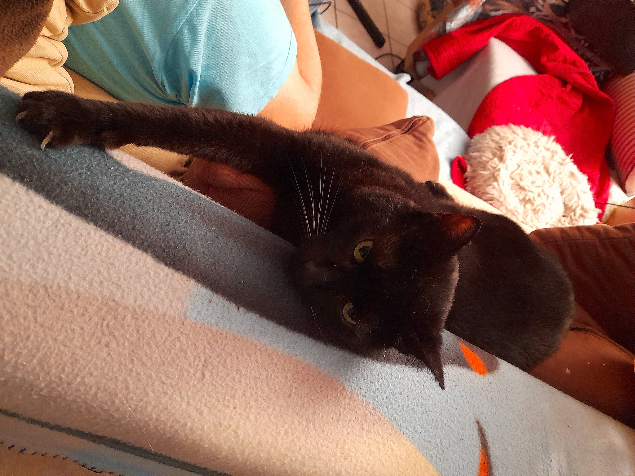 Guizmo a rejoint le concours — aidez-le/la à gagner de superbes lots ! carmine, carnivore, cat, comfort, companion_dog, domestic_short_haired_cat, elbow, fawn, felidae, foot, fur, human_leg, knee, lap, nail, small_to_medium_sized_cats, tail, thigh, whiskers, wrist