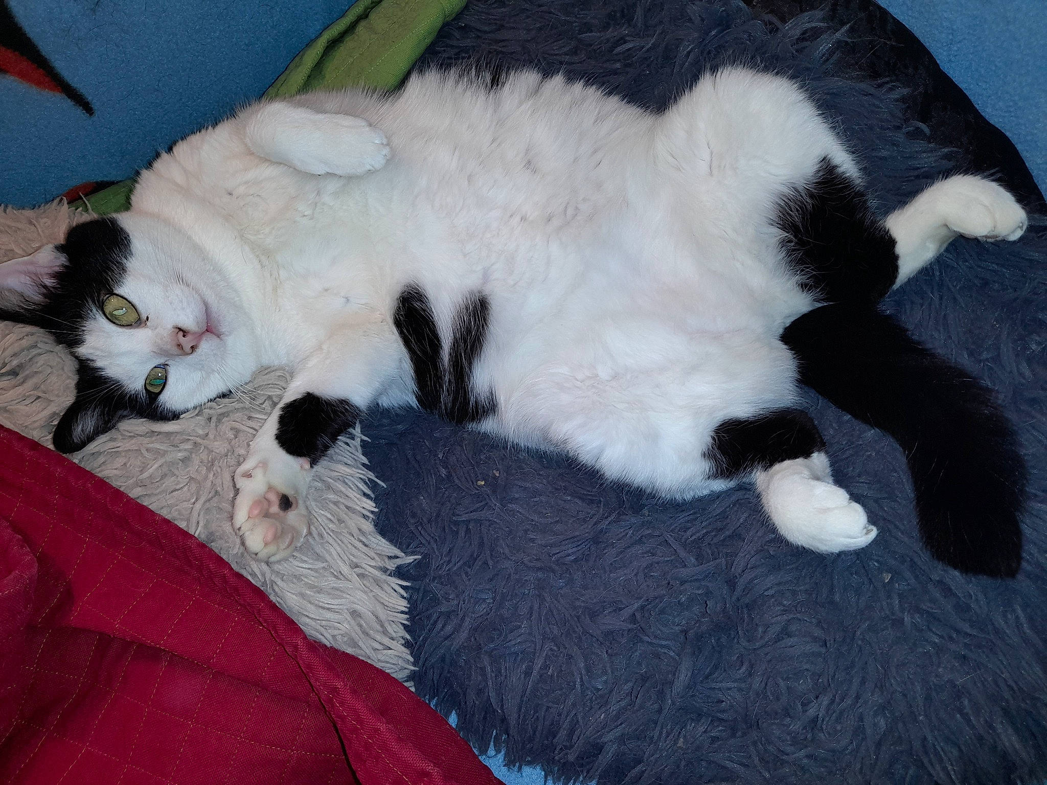 Kitty a rejoint le concours — aidez-le/la à gagner de superbes lots ! canidae, carnivore, cat, cat_bed, cat_supply, claw, comfort, companion_dog, dog_breed, domestic_short_haired_cat, felidae, fur, nap, paw, small_to_medium_sized_cats, snout, sporting_group, tail, terrestrial_animal, whiskers