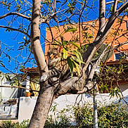 Rocket a rejoint le concours — aidez-le/la à gagner de superbes lots ! tabby_cat, cat, tree, branches, leaves, blue_sky, building, residential, outdoor, pet, feline, paws, trunk, window, balcony, sunlight, shadows, garden, nature, perched