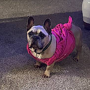 George joined the competition — help win amazing prizes! french_bulldog, dog, pet, indoor, carpet, pink_dress, clothing, animal, cute, small_dog, ears, collar, standing, curious, mammal, domestic_animal, companion, canine, fur, portrait