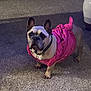 french_bulldog, dog, pet, indoor, carpet, pink_dress, clothing, animal, cute, small_dog, ears, collar, standing, curious, mammal, domestic_animal, companion, canine, fur, portrait