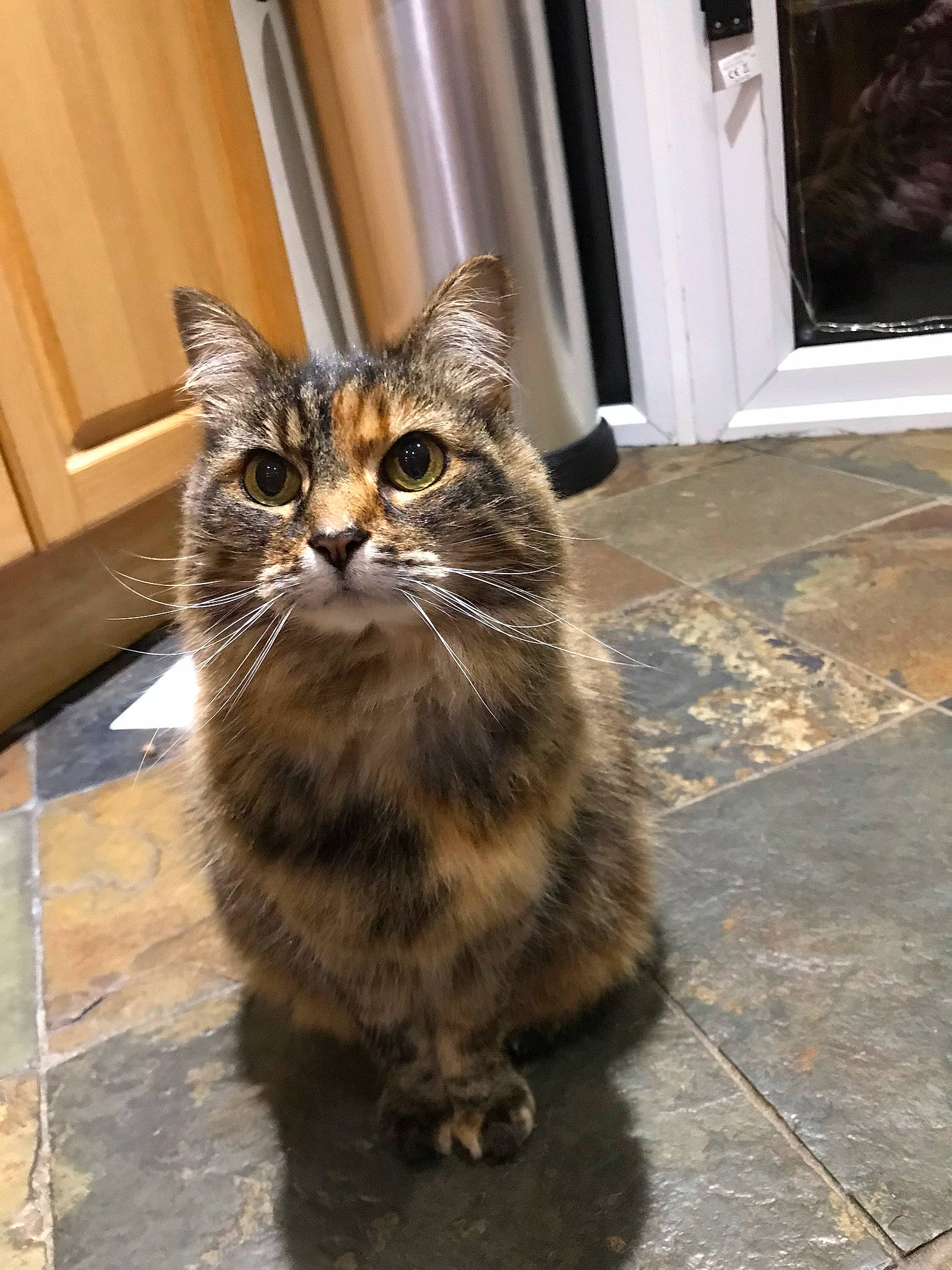 Molly is registered to the contest to win money with this photo: american_curl, asian_semi_longhair, british_semi_longhair, carnivore, cat, cymric, domestic_long_haired_cat, domestic_short_haired_cat, european_shorthair, felidae, kurilian_bobtail, maine_coon, mammal, norwegian_forest_cat, siberian, small_to_medium_sized_cats, tabby_cat, vertebrate, whiskers, wild_cat