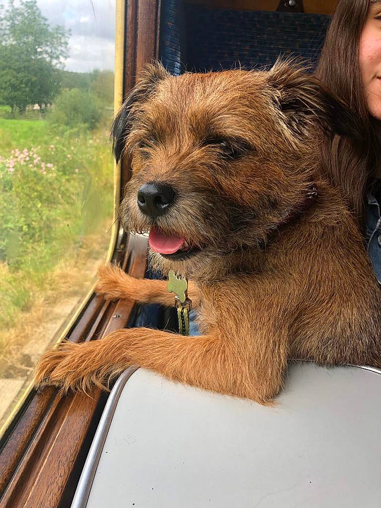 Crumpet is registered to the contest to win money with this photo: border_terrier, bosnian_coarse_haired_hound, cairn_terrier, canidae, carnivore, companion_dog, dog, dog_breed, dutch_smoushond, fawn, glen_of_imaal_terrier, mammal, norfolk_terrier, norwich_terrier, rare_breed_dog, small_terrier, sporting_group, sporting_lucas_terrier, terrier, vertebrate
