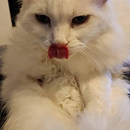 Alba a rejoint le concours — aidez-le/la à gagner de superbes lots ! cat, white_cat, fluffy, tongue_out, pet, animal, close_up, indoor, cute, mischievous, paw, feline, fur, whiskers, domestic_animal, portrait, playful, soft, relaxed, face