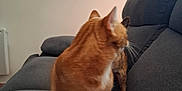 Pompon a rejoint le concours — aidez-le/la à gagner de superbes lots ! animal, cat, couch, curious, domestic_cat, ears, feline, framed_pictures, furniture, furry, ginger_cat, gray_couch, home, indoor, living_room, pet, soft_fur, two_cats, wall, whiskers