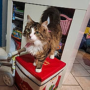 Clochette participe au concours pour gagner de l'argent avec cette photo : cat, tabby_cat, white_paws, pink_collar, red_box, santa_claus, holiday_decorations, toys, shelf, indoor, tile_floor, furniture, pet, animal, cute, domestic_cat, christmas, festive, decor, cozy