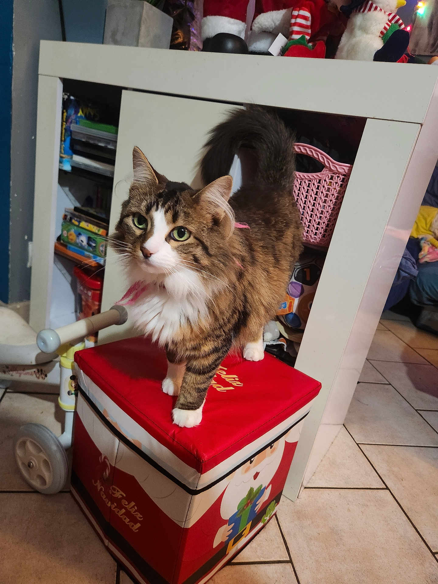 Clochette participe au concours pour gagner de l'argent avec cette photo : cat, tabby_cat, white_paws, pink_collar, red_box, santa_claus, holiday_decorations, toys, shelf, indoor, tile_floor, furniture, pet, animal, cute, domestic_cat, christmas, festive, decor, cozy