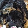 dog, canine, pet, fur, lying_down, close_up, resting, towel, pink, white, brown, black, ears, animal, cute, indoors, relaxed, face, eyes, sleepy