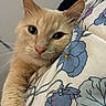 Casper joined the competition — help win amazing prizes! cat, orange_cat, close_up, fluffy, pet, animal, whiskers, face, paw, curious, indoor, cushion, fabric, pattern, flower_pattern, soft, cute, relaxed, resting, cozy