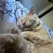 Casper is registered to the contest to win money with this photo: cat, sleeping, fluffy, cream_color, pet, bed, blanket, floral_pattern, paw, close_up, indoor, relaxation, cozy, fur, whiskers, cute, domestic_animal, resting, animal, soft