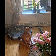Freya is registered to the contest to win money with this photo: dog, brown_dog, wooden_floor, dog_bed, window, curtain, plant, flower_vase, pink_roses, table, indoor, sunlight, shadows, home, cozy, pet, decor, living_room, calm, resting