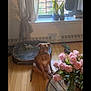 brown_dog, calm, cozy, curtain, decor, dog, dog_bed, flower_vase, home, indoor, living_room, pet, pink_roses, plant, resting, shadows, sunlight, table, window, wooden_floor
