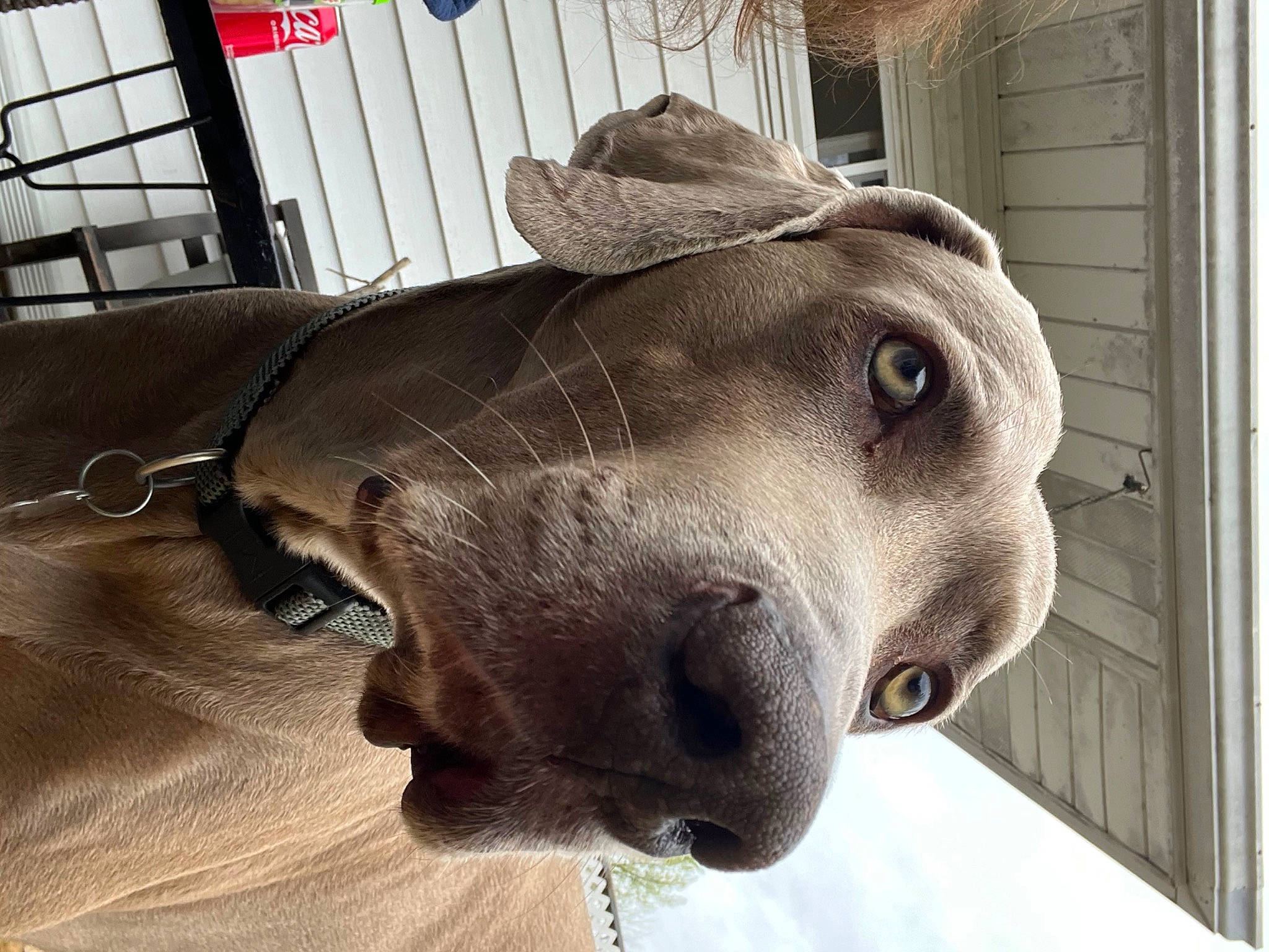 Job is registered to the contest to win money with this photo: canidae, carnivore, collar, companion_dog, dog, dog_breed, dog_collar, fang, fawn, felidae, liver, metal, sculpture, snout, sporting_group, weimaraner, whiskers, window, wood, working_animal