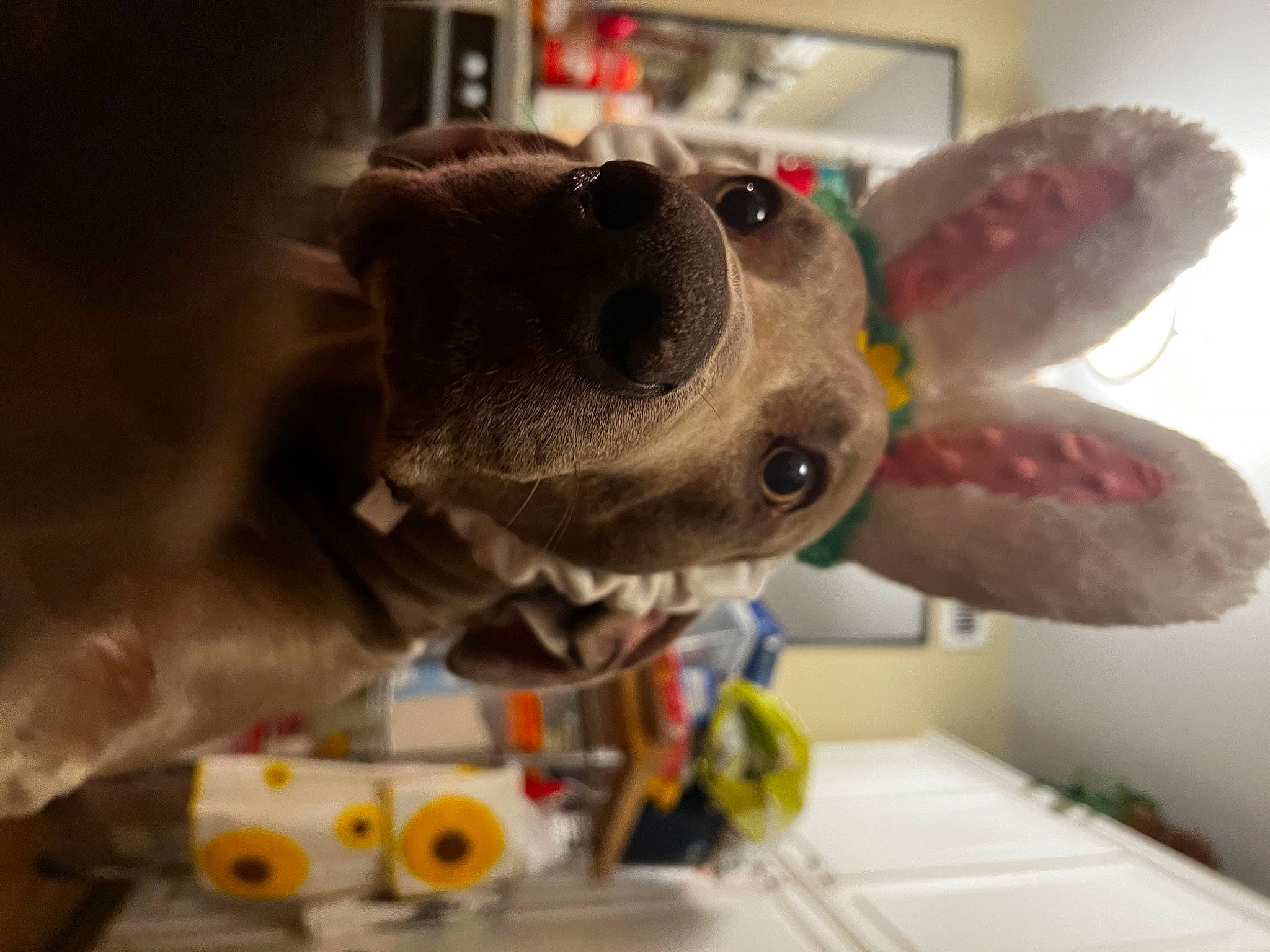 Job joined the competition — help win amazing prizes! action_figure, animation, baby_toys, fawn, felidae, figurine, fur, plastic, plush, room, stuffed_toy, toy, vertebrate, visual_arts, whiskers, working_animal