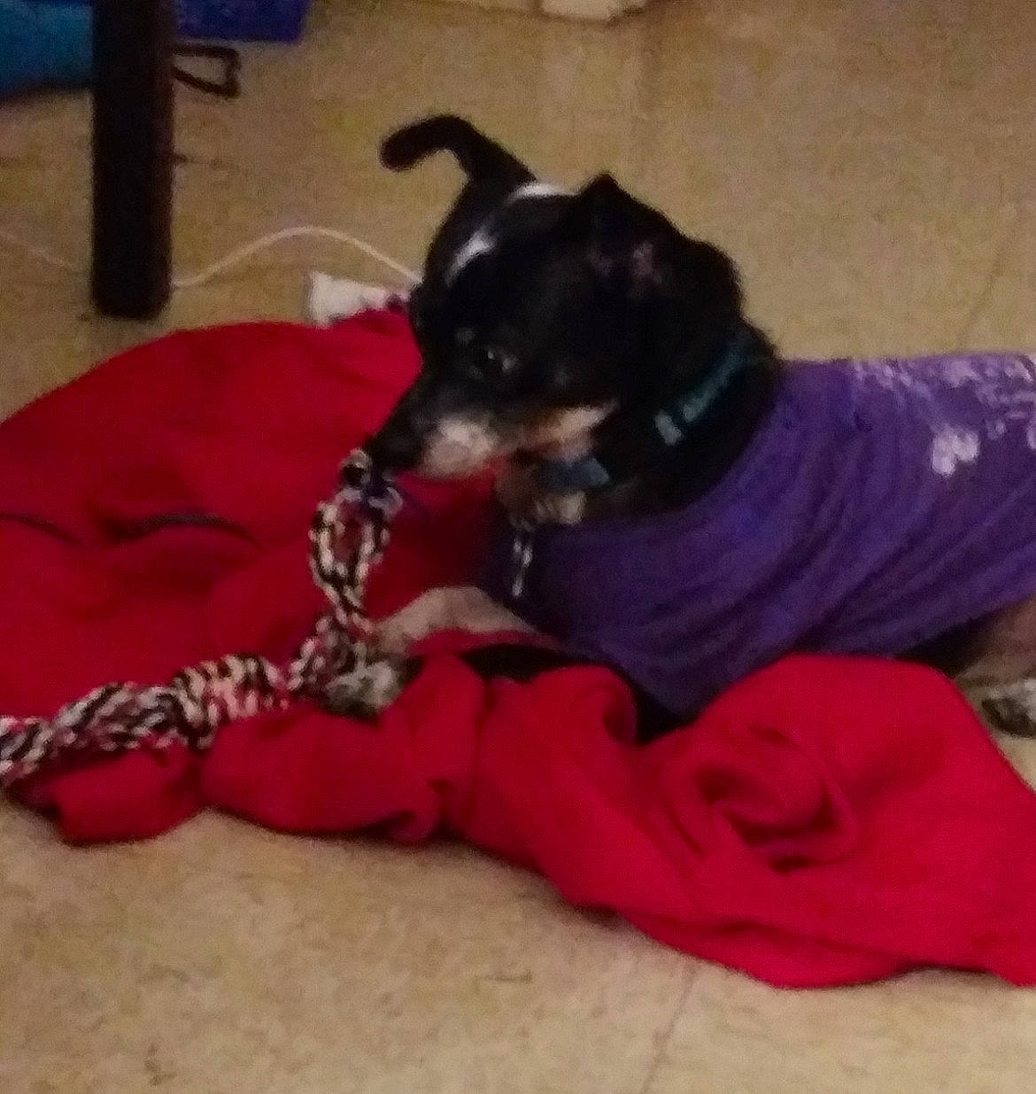 Pepper joined the competition — help win amazing prizes! bed, canidae, carnivore, collar, comfort, companion_dog, couch, dog, dog_bed, dog_breed, dog_supply, fawn, magenta, paw, pet_supply, snout, sporting_group, tail, toy_dog, working_animal