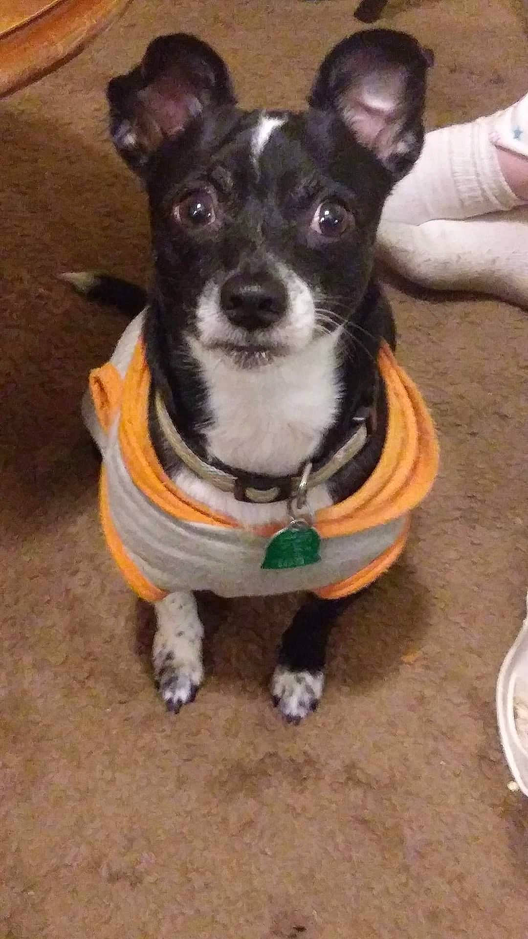 Pepper is registered to the contest to win money with this photo: art, carnivore, collar, companion_dog, dog, dog_breed, dog_clothes, dog_collar, dog_supply, fashion_accessory, fur, leash, snout, sporting_group, tail, terrier, toy_dog, whiskers, working_animal, working_dog