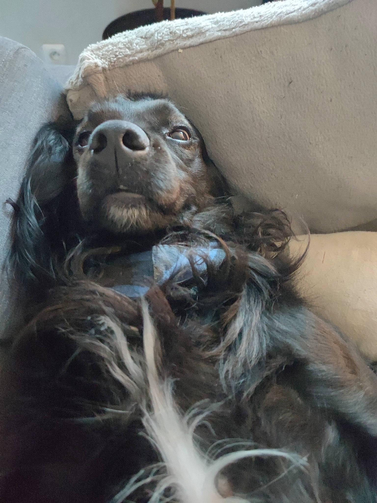 Pegase a rejoint le concours — aidez-le/la à gagner de superbes lots ! canidae, carnivore, claw, companion_dog, dog_breed, eye, fawn, foot, fur, gesture, grey, liver, paw, sporting_group, terrestrial_animal, toy_dog, whiskers, wildlife, working_animal, wrinkle