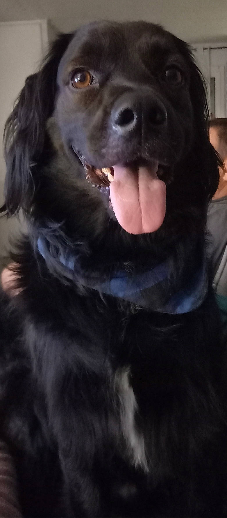 Pegase a rejoint le concours — aidez-le/la à gagner de superbes lots ! borador, carnivore, cocker_spaniel, companion_dog, dog, dog_breed, dog_collar, fang, fur, guard_dog, gun_dog, labrador_retriever, liver, retriever, snout, spaniel, sporting_group, whiskers, working_animal, working_dog