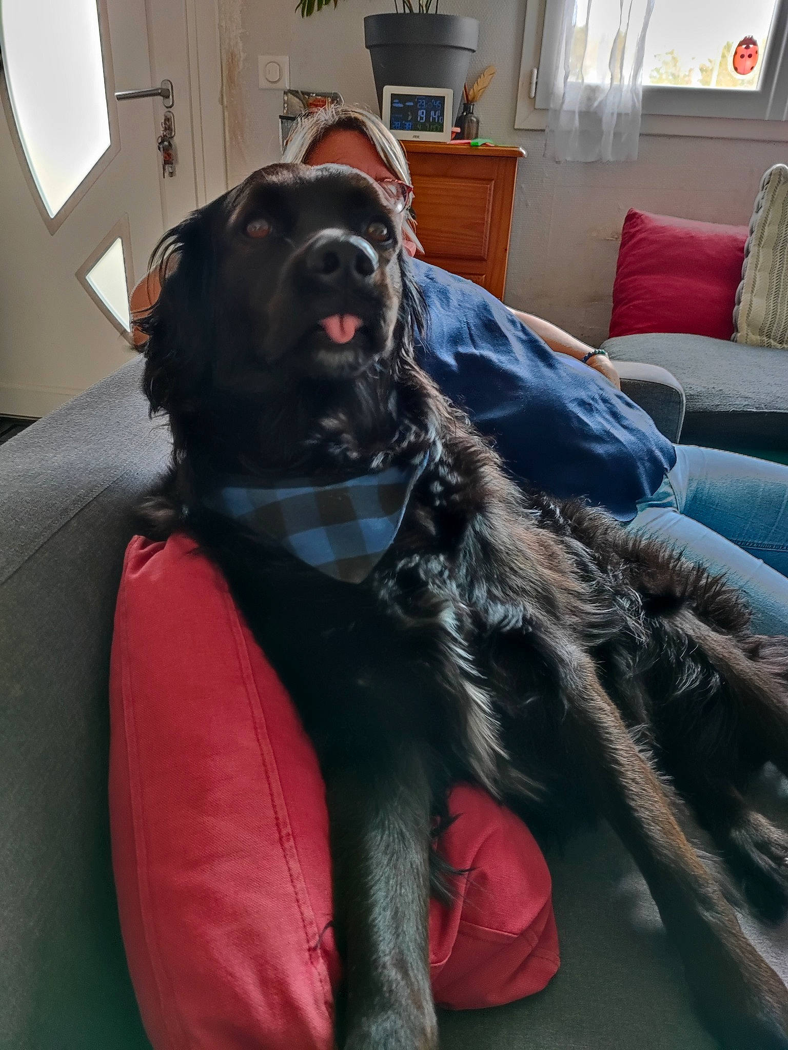 Pegase participe au concours pour gagner de l'argent avec cette photo : borador, canidae, carnivore, comfort, companion_dog, couch, dog, dog_breed, dog_supply, flooring, fur, guard_dog, hardwood, houseplant, liver, picture_frame, plant, snout, sporting_group, working_animal