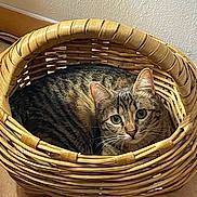 Minetta participe au concours pour gagner de l'argent avec cette photo : cat, tabby_cat, basket, woven_basket, pet, indoor, curious, cozy, fur, animal, whiskers, ears, floor, tile_floor, resting, cute, domestic_animal, looking_up, close_up, home