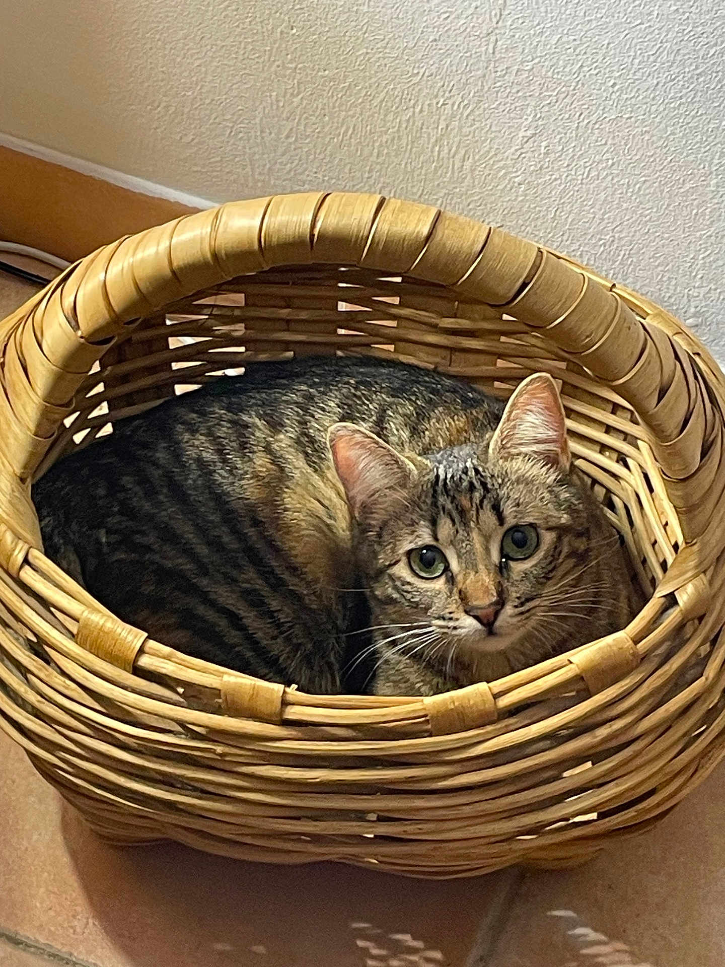Minetta participe au concours pour gagner de l'argent avec cette photo : cat, tabby_cat, basket, woven_basket, pet, indoor, curious, cozy, fur, animal, whiskers, ears, floor, tile_floor, resting, cute, domestic_animal, looking_up, close_up, home
