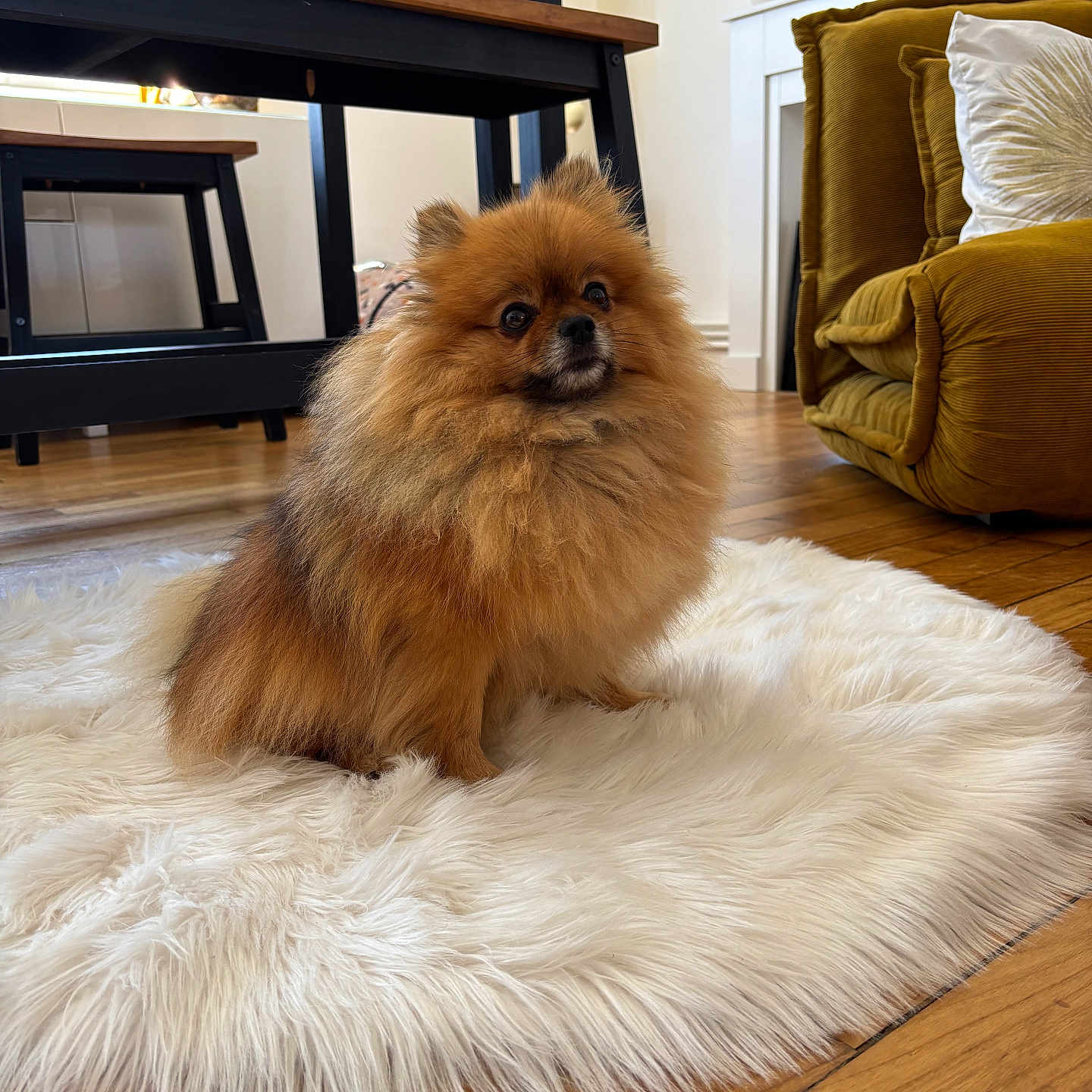 Smoothie participe au concours pour gagner de l'argent avec cette photo : animal, armchair, brown_dog, companion, cozy, curious, cute, dog, domestic_animal, fluffy, fur, furniture, household, indoor, living_room, pet, pomeranian, rug, small_dog, wooden_floor
