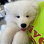 Totoro is registered to the contest to win money with this photo: puppy, dog, white_fur, fluffy, tongue_out, pet, cute, animal, indoor, closeup, fur, face, nose, eyes, person, holding, shirt, bright_color, adorable, young
