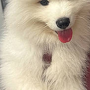 Totoro joined the competition — help win amazing prizes! dog, puppy, samoyed, fluffy, white_fur, tongue_out, pet, cute, animal, mammal, domestic_animal, hand, holding, fur, face, eyes, nose, playful, portrait, indoor