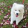 puppy, dog, white_fur, fluffy, grass, autumn_leaves, red_leash, outdoor, happy, tongue_out, cute, pet, nature, fall, young_dog, animal, playful, smiling, canine, leaf_litter