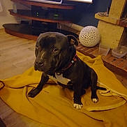 Pabl a rejoint le concours — aidez-le/la à gagner de superbes lots ! dog, black_dog, white_markings, blanket, yellow_blanket, floor, wooden_floor, living_room, fireplace, brick_fireplace, lamp, decorative_lamp, tv_stand, electronics, pet, indoor, sitting, collar, container, cozy