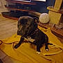 dog, black_dog, white_markings, blanket, yellow_blanket, floor, wooden_floor, living_room, fireplace, brick_fireplace, lamp, decorative_lamp, tv_stand, electronics, pet, indoor, sitting, collar, container, cozy