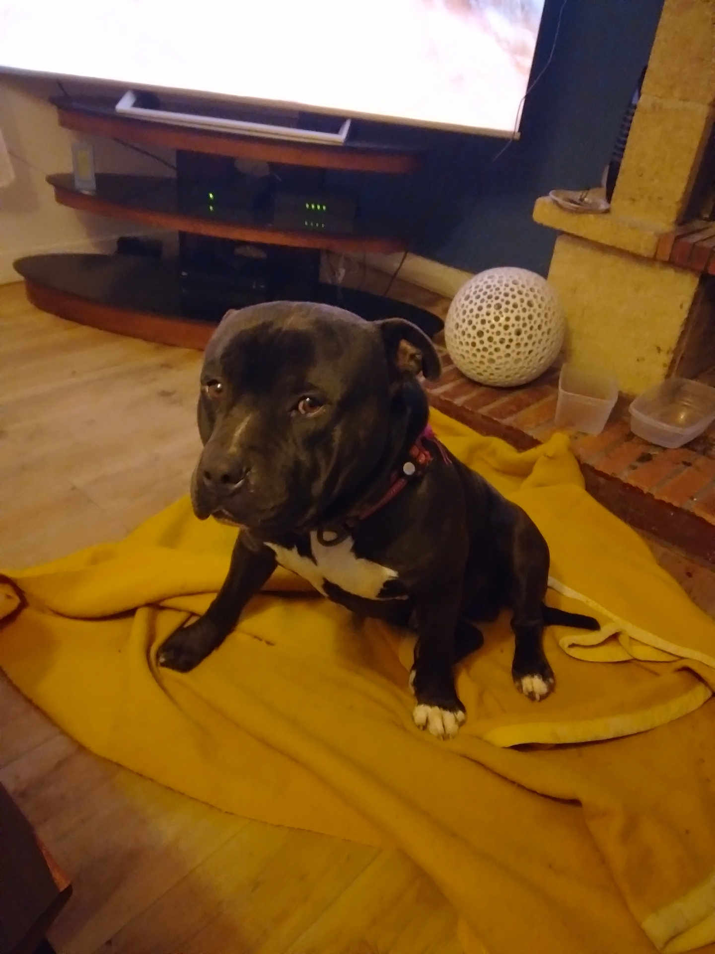 Pabl a rejoint le concours — aidez-le/la à gagner de superbes lots ! dog, black_dog, white_markings, blanket, yellow_blanket, floor, wooden_floor, living_room, fireplace, brick_fireplace, lamp, decorative_lamp, tv_stand, electronics, pet, indoor, sitting, collar, container, cozy