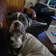 Bonnie joined the competition — help win amazing prizes! puppy, dog, couch, blanket, indoor, pet, animal, brown, white, fur, face, ears, nose, living_room, home, cozy, cute, sitting, looking, domestic