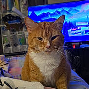 Ginger Snap is registered to the contest to win money with this photo: cat, orange_tabby, pet, indoor, blanket, bed, whiskers, fur, front_paws, close_up, portrait, looking_at_camera, cozy, television, screen, dreamcatcher, night, home, furniture, domestic_animal