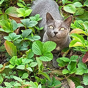Diesel participe au concours pour gagner de l'argent avec cette photo : cat, gray_cat, animal, pet, outdoor, greenery, plants, leaves, nature, wildlife, curious, eyes, feline, closeup, ground, resting, mammal, garden, flora, camouflage