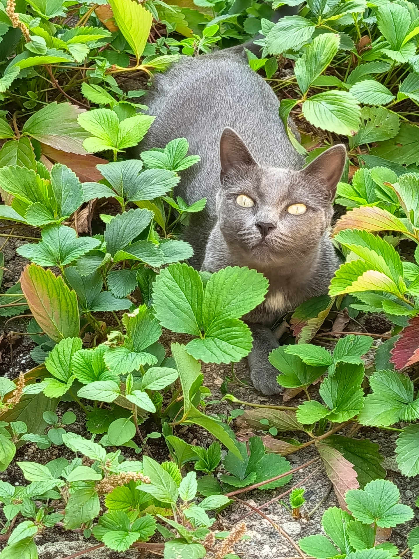 Diesel participe au concours pour gagner de l'argent avec cette photo : cat, gray_cat, animal, pet, outdoor, greenery, plants, leaves, nature, wildlife, curious, eyes, feline, closeup, ground, resting, mammal, garden, flora, camouflage