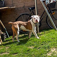 Billy participe au concours pour gagner de l'argent avec cette photo : dog, brown_and_white, outdoor, grass, bicycle, fence, sunlight, pet, canine, collar, yard, greenery, animal, standing, daylight, leisure, domestic_animal, playful, nature, garden