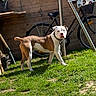 dog, brown_and_white, outdoor, grass, bicycle, fence, sunlight, pet, canine, collar, yard, greenery, animal, standing, daylight, leisure, domestic_animal, playful, nature, garden