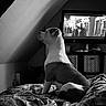 Billy a rejoint le concours — aidez-le/la à gagner de superbes lots ! dog, bed, blanket, television, black_and_white, room, indoor, furniture, canine, resting, side_view, entertainment, pattern, cozy, attic, watching, quiet, relaxed, animal, monochrome